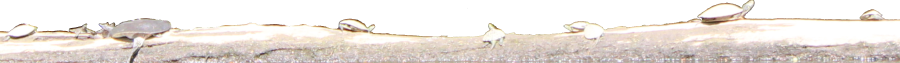 graphic of turtles on a log